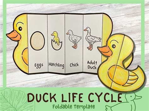 Foldable Duck Life Cycle Learning Activity for Kids A4 and 11x8.5 Inch Digital Download - Etsy UK