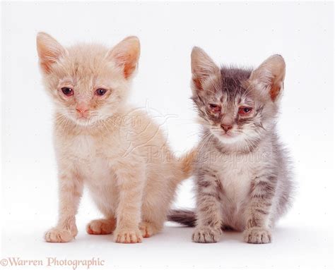 Kittens with cat flu photo - WP25695