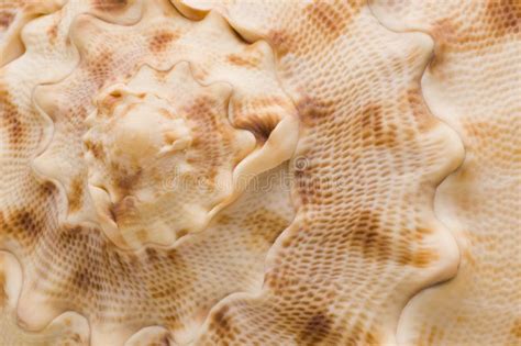 Seashell texture stock image. Image of ocean, textured - 5215963