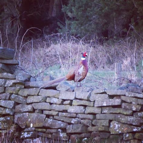 The pheasant plucker is out and about ...