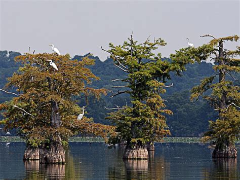 Reelfoot Lake State Park, a Tennessee State Park located near Union City