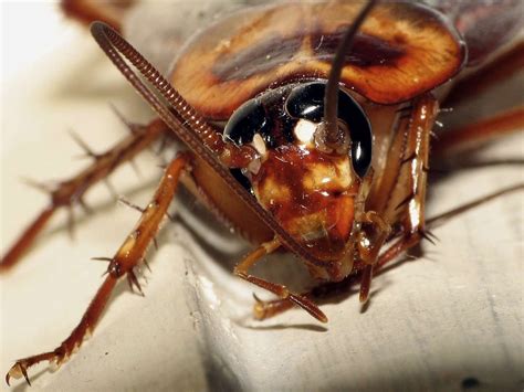 Il avait un cafard de 2 cm à l’origine de son terrible mal d’oreille