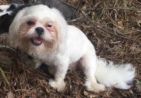 My friend's dog looks like Falkor from "The Neverending Story". : r/mildlyinteresting