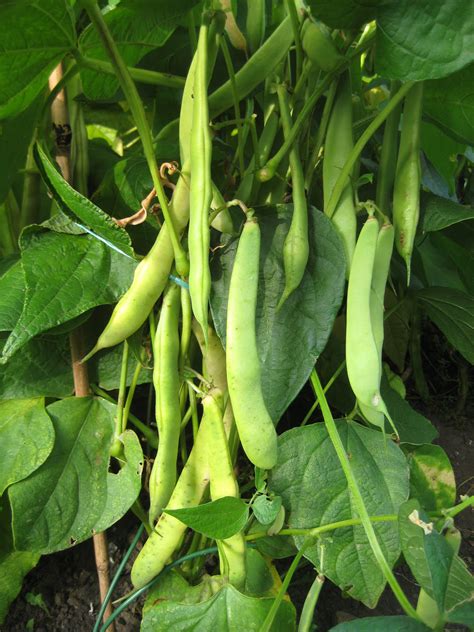 The Kidney Bean: beneficial for digestive health