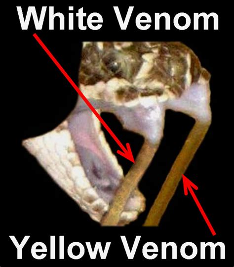 Snake Venom Composition and Variability | Owlcation