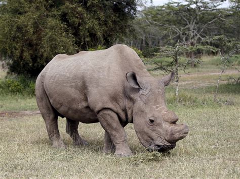 Photo of last male white rhino shows 'what extinction looks like' - Business Insider