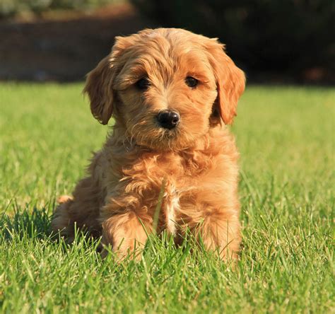 Labradoodle Puppies: Joy's Available Australian Labradoodle Puppies