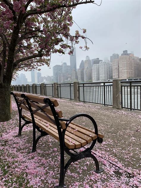 Cherry blossoms at Roosevelt Island | Smithsonian Photo Contest ...