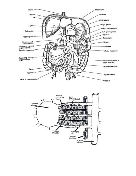 Portal Circulation