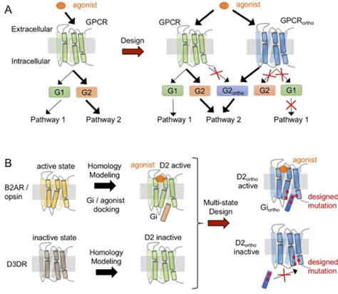 Protein design ‒ upbarth ‐ EPFL