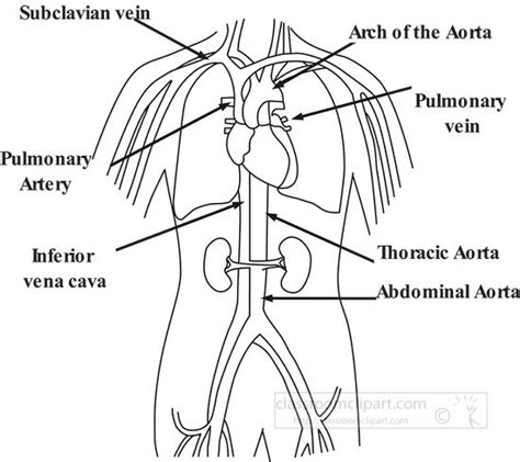 Health Medicine Outline Clipart-circulatory system diagram outline