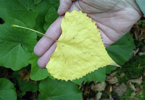 cottonwood tree leaf drop - Fransisca Amaya