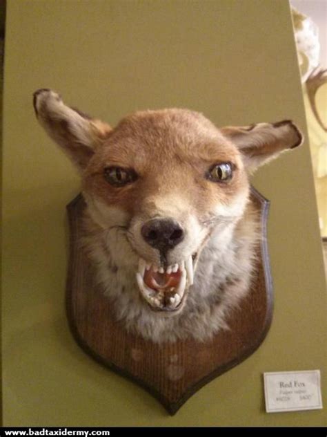 Bad Taxidermy - Home | Funny taxidermy, Bad taxidermy, Bad taxidermy fox