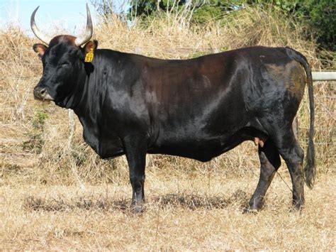 Nguni Cattle Breed