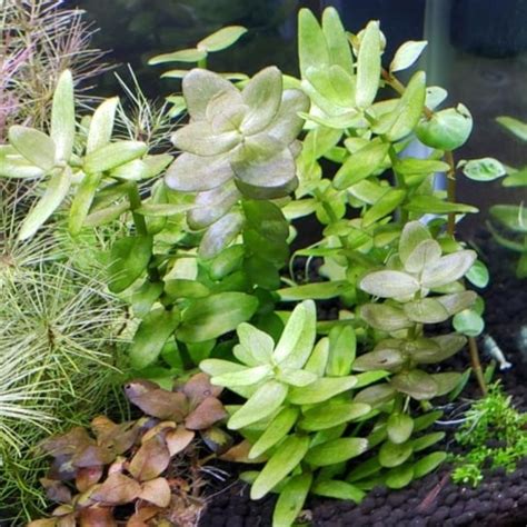 Aquarium Plants Types