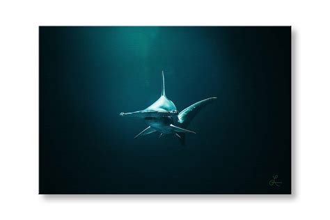 Hammerhead Shark | Art by Lance