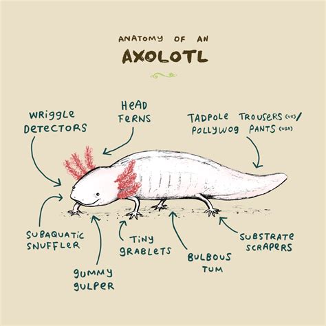 T-Shirts, Anatomy of an Axolotl | TeePublic