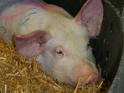 How to keep African swine fever out of the UK | Pig World