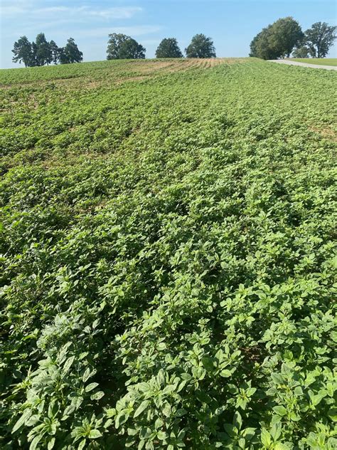 Dicamba-Resistant Palmer Amaranth in Tennessee: Stewardship Even More Important - UT Crops News