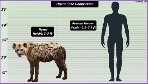 Hyena Size Explained: How Big Are They Compared To Others?