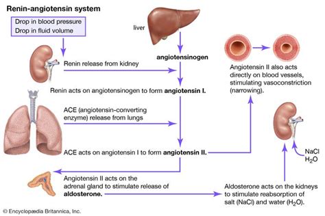 renin-angiotensin system | Definition & Facts | Britannica