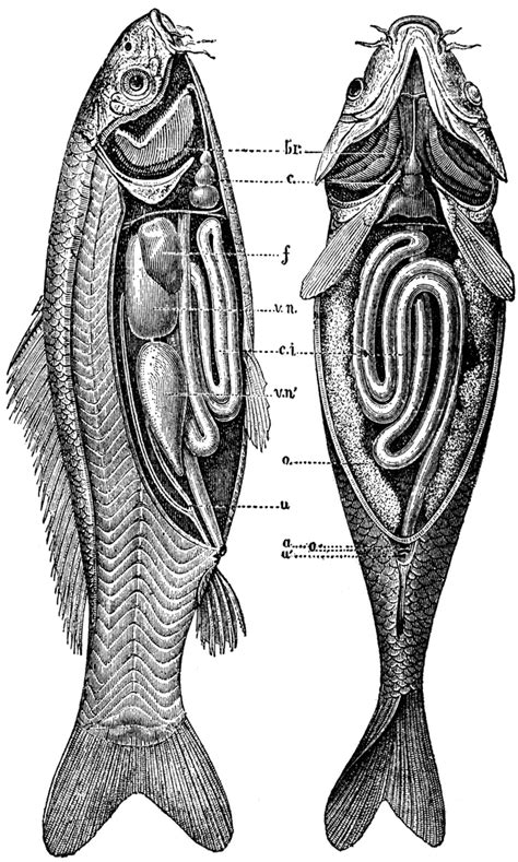 Anatomy of the Carp | ClipArt ETC