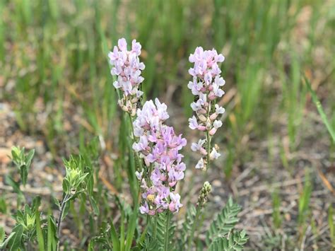 PHOTO GALLERY: Early summer flowers beautify Rocky Mountain National Park – Estes Park Trail-Gazette