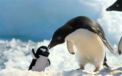 penguins HD wallpapers, backgrounds