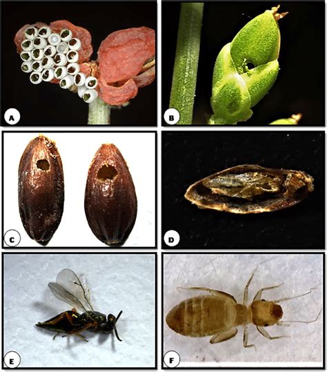 Insect egg laying behavior (A) Cocoon on fruit; Boring (B) Young cone ...