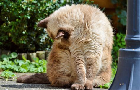 Hairballs in Cats: Causes, Symptoms, and What You Can Do About Them