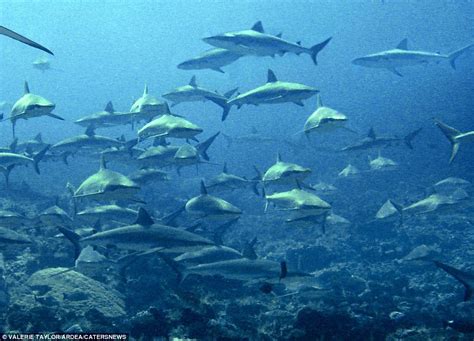 Photographs show animals from around the world mass migrating in huge herds | Daily Mail Online