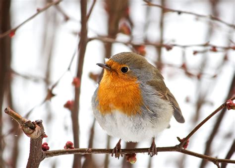 Montrose Basin | Scottish Wildlife Trust