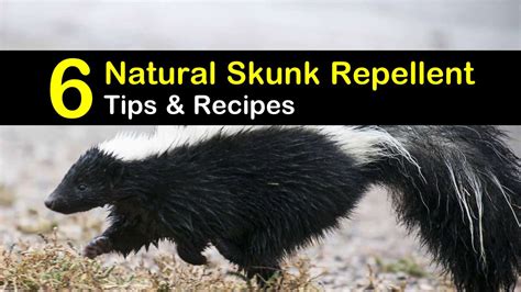 6 Safe & Reliable Skunk Repellent Remedies