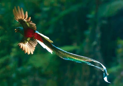 The National Bird of Guatemala: the Quetzal : pics