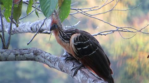 Birds and Wildlife in Bolivia/ Madidi National Park - YouTube