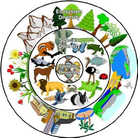 Types of diversity: Genetic (inner), Species (middle), and Ecosystem... | Download Scientific ...