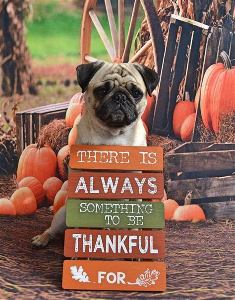 Happy Thanksgiving from Boo Lefou! #pug #dog #Thanksgiving