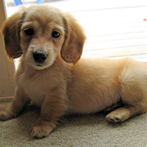 Golden Dox (Golden Retriever X Dachshund Mix) Info, Puppies, Pictures