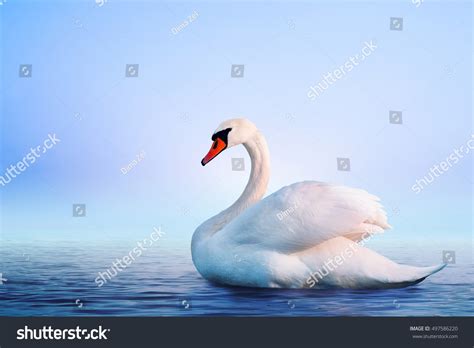 465,873 Swan Images, Stock Photos & Vectors | Shutterstock