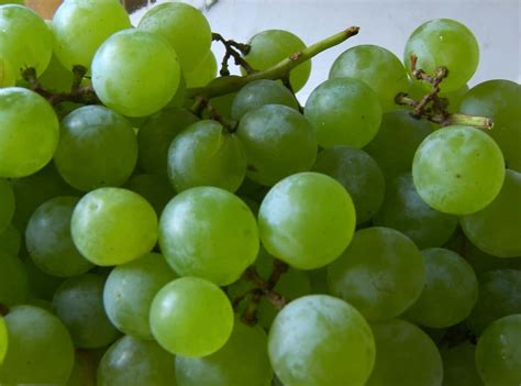 The Best Tasting Grape Varieties - Plant Them in Your Yard! - Eat Like No One Else