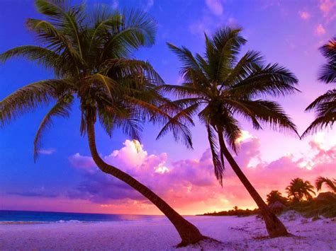 Palm Tree Sunset Wallpapers on WallpaperDog