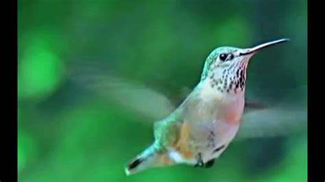 Hummingbirds in Slow Motion - Watch them fly - YouTube