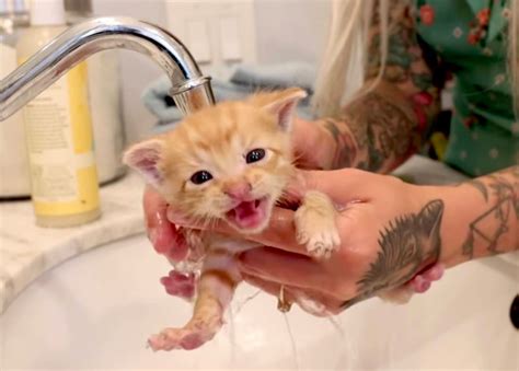 Ick! These Kittens Need a Flea Bath! (How to tell if a kitten has fleas and what to do) - We ...