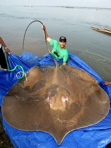 Giant freshwater stingray, facts and photos