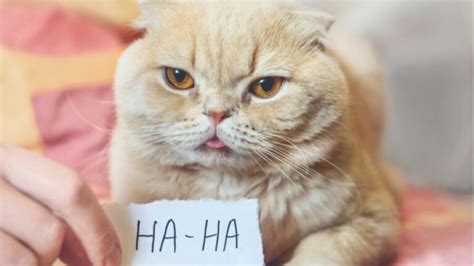 41 Funny Greeting Cards To Cheer Someone Up | Postable