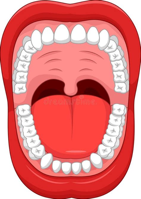 Cartoon Parts Of Human Mouth. Open Mouth And White Healthy Tooth Stock Vector - Image: 55839914