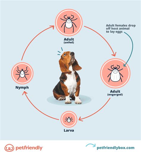 Brown Dog Tick Life Cycle