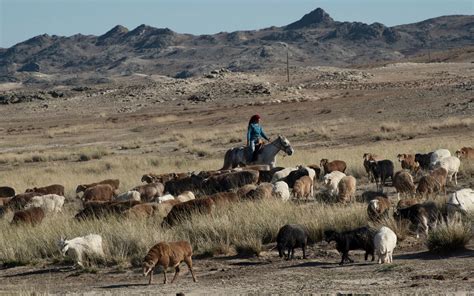 China Fences In Its Nomads, and an Ancient Life Withers - The New York Times