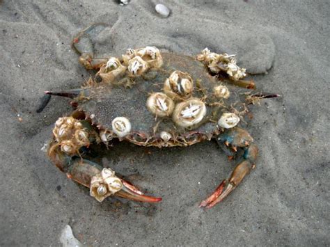 Crab Barnacle (MatBio: CRABS, SHRIMPS, JELLYFISH, SEA STARS & OTHERS - Matanzas Biodiversity ...