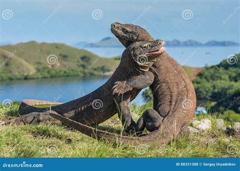 The Fighting Komodo Dragons Stock Photo - Image of leader, carnivore ...